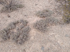 Grusonia