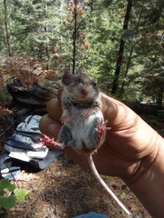 Peromyscus boylii