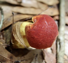 Hortiboletus rubellus image