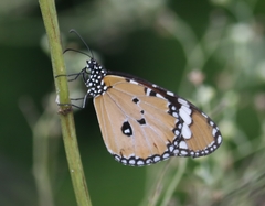 Danaus chrysippus