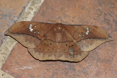 Copaxa multifenestrata