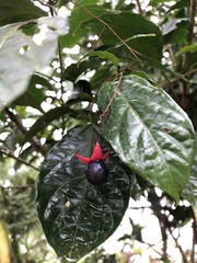 Clerodendrum laevifolium