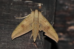 Xylophanes anubus