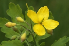 Greater Celandine - Photo (c) AnneTanne, some rights reserved (CC BY-NC)