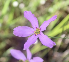 Sabatia stellaris