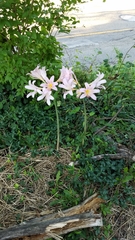 Lycoris squamigera