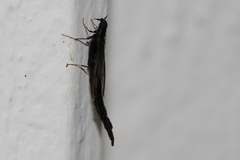 Atractocerus brasiliensis