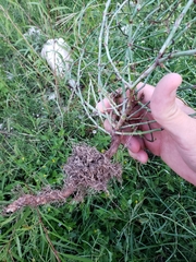 Polygonum striatulum