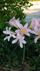 Lycoris squamigera