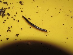 Stemmiulidae