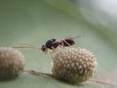 Synergini