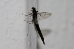 Atractocerus brasiliensis