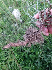 Polygonum striatulum