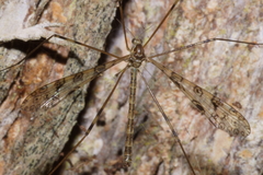 Austrolimnophila argus