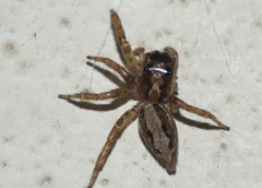Asaphobelis physonychus