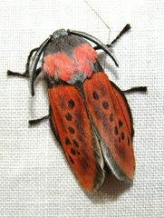 Edebessa nigropuncta
