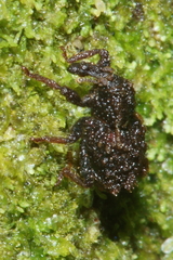 Phrynixus astutus