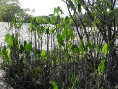 Montrichardia linifera