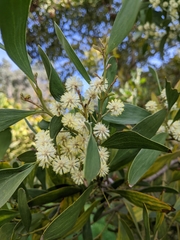 Acacia melanoxylon