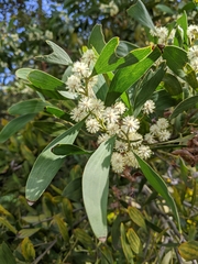 Acacia melanoxylon