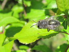 Colletes cyanescens