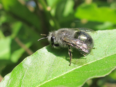 Colletes cyanescens
