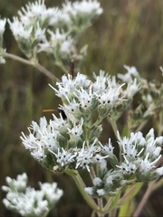 Eupatorium altissimum