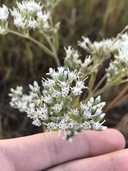 Eupatorium altissimum