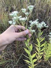 Eupatorium altissimum