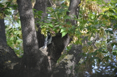 Dryobates pubescens