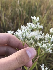 Eupatorium altissimum
