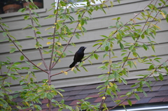 Quiscalus quiscula