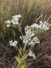 Eupatorium altissimum