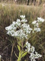 Eupatorium altissimum