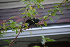 Quiscalus quiscula