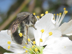 Colletes cyanescens