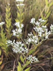Eupatorium altissimum