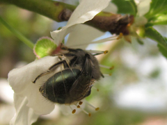 Colletes cyanescens