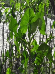 Montrichardia linifera