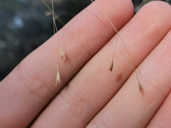 Eriachne pallescens