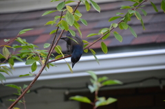Quiscalus quiscula