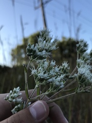 Eupatorium altissimum