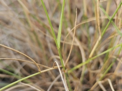 Eriachne pallescens