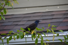Quiscalus quiscula
