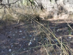 Eriachne pallescens