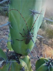 Stenaspis verticalis