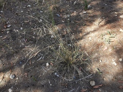 Eriachne pallescens