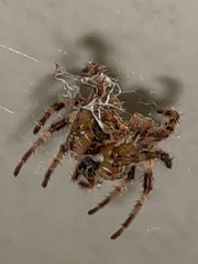 Araneidae