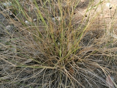 Eriachne pallescens