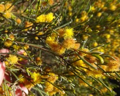 Acacia rigens